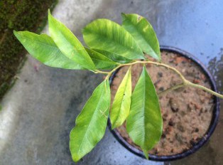 小沉香树自己种，沉香树种植经验谈