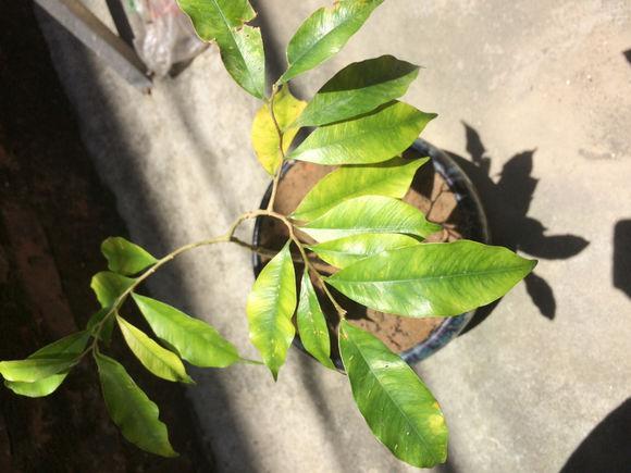 小沉香树自己种，沉香树种植经验谈-2