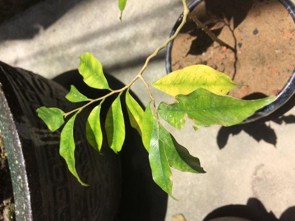 小沉香树自己种，沉香树种植经验谈-3