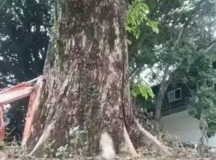 越南黄花梨和海南黄花梨是同属一个树种？