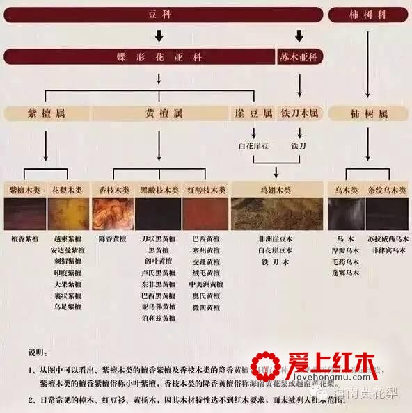 越南黄花梨和海南黄花梨是同属一个树种？-3