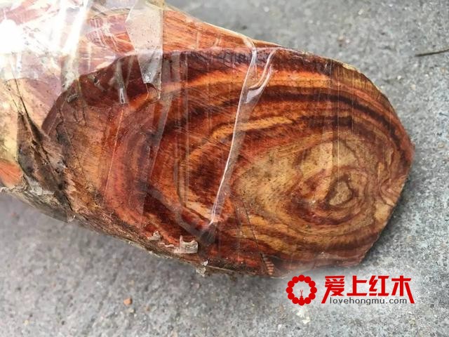 越南黄花梨和海南黄花梨是同属一个树种？-2