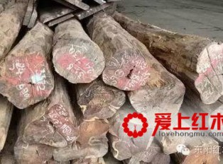大红酸枝与小叶红酸枝基本资料 两者怎么区分