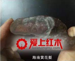 靠燃烧方法就能辨别海黄和越黄，是真的吗？-4