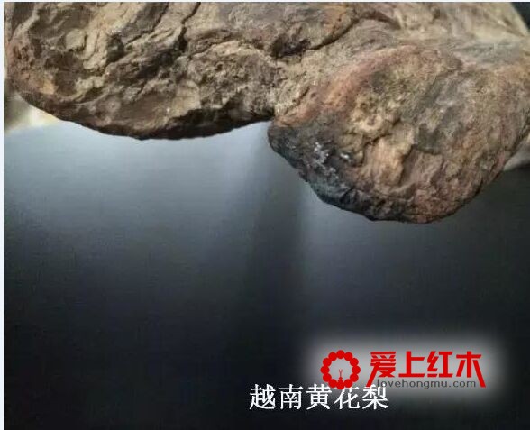 靠燃烧方法就能辨别海黄和越黄，是真的吗？-17