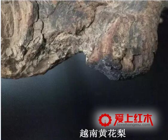 靠燃烧方法就能辨别海黄和越黄，是真的吗？-21