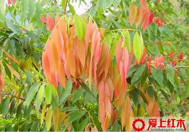 铁梨木是什么 铁梨木和鸡翅木有什么区别-1