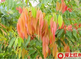 铁梨木是什么 铁梨木和鸡翅木有什么区别