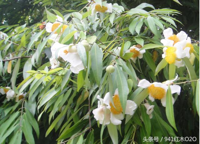铁梨木是什么 铁梨木和鸡翅木有什么区别-3