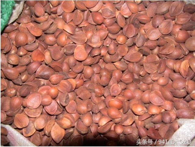 铁梨木是什么 铁梨木和鸡翅木有什么区别-4