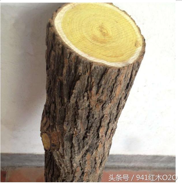 金丝柚木是什么 被誉为“万木之王”-2