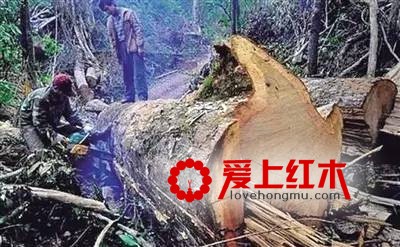 缅甸花梨增值前景分析 缅甸花梨有哪些优点和功效-3