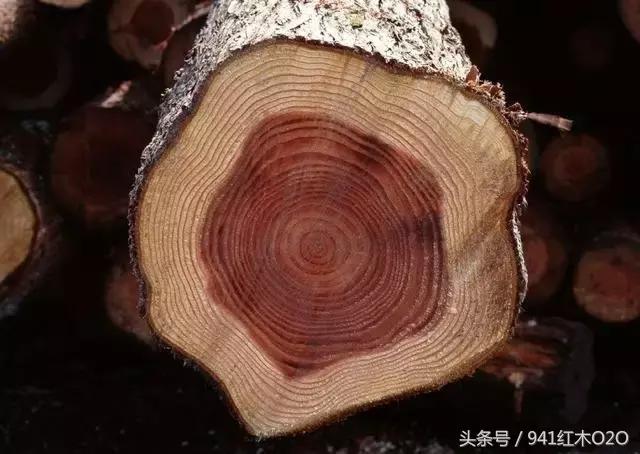 红木国标33种木材哪些将严格受管制-6