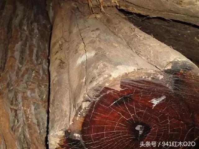 红木国标33种木材哪些将严格受管制-14