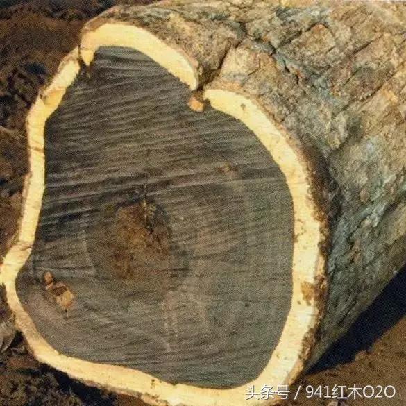 红木国标33种木材哪些将严格受管制-16