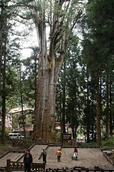 盘点世上十大名贵古树 地球历史变迁的见证者-7