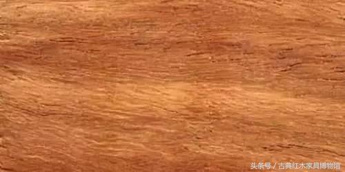 盘点红木界的十大频危树种-5