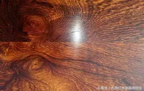 盘点红木界的十大频危树种-7