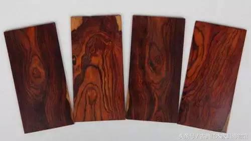 盘点红木界的十大频危树种-2