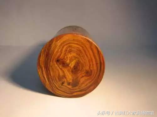 盘点红木界的十大频危树种-8