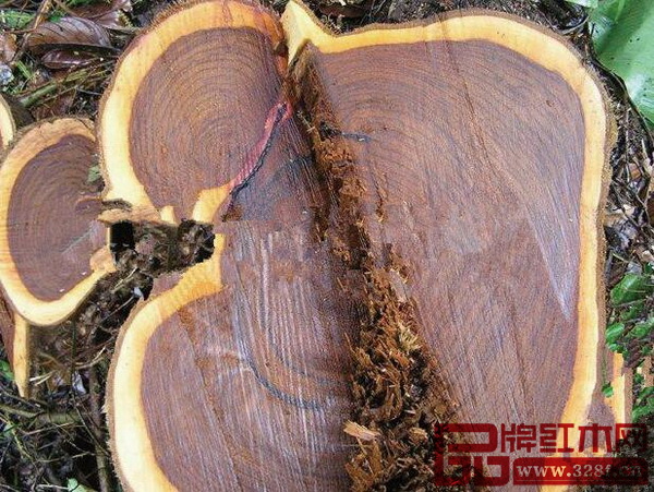 闻香识红木 红木的香气有什么作用-4