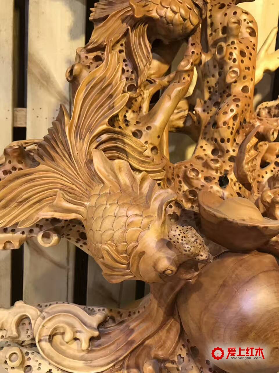 三明红豆杉金玉满堂无拼补配香樟底座 送礼佳品-5