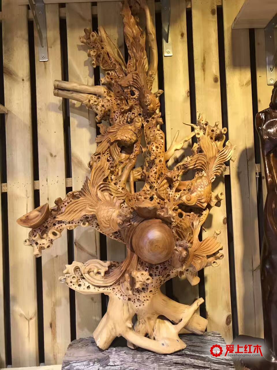 三明红豆杉金玉满堂无拼补配香樟底座 送礼佳品-1