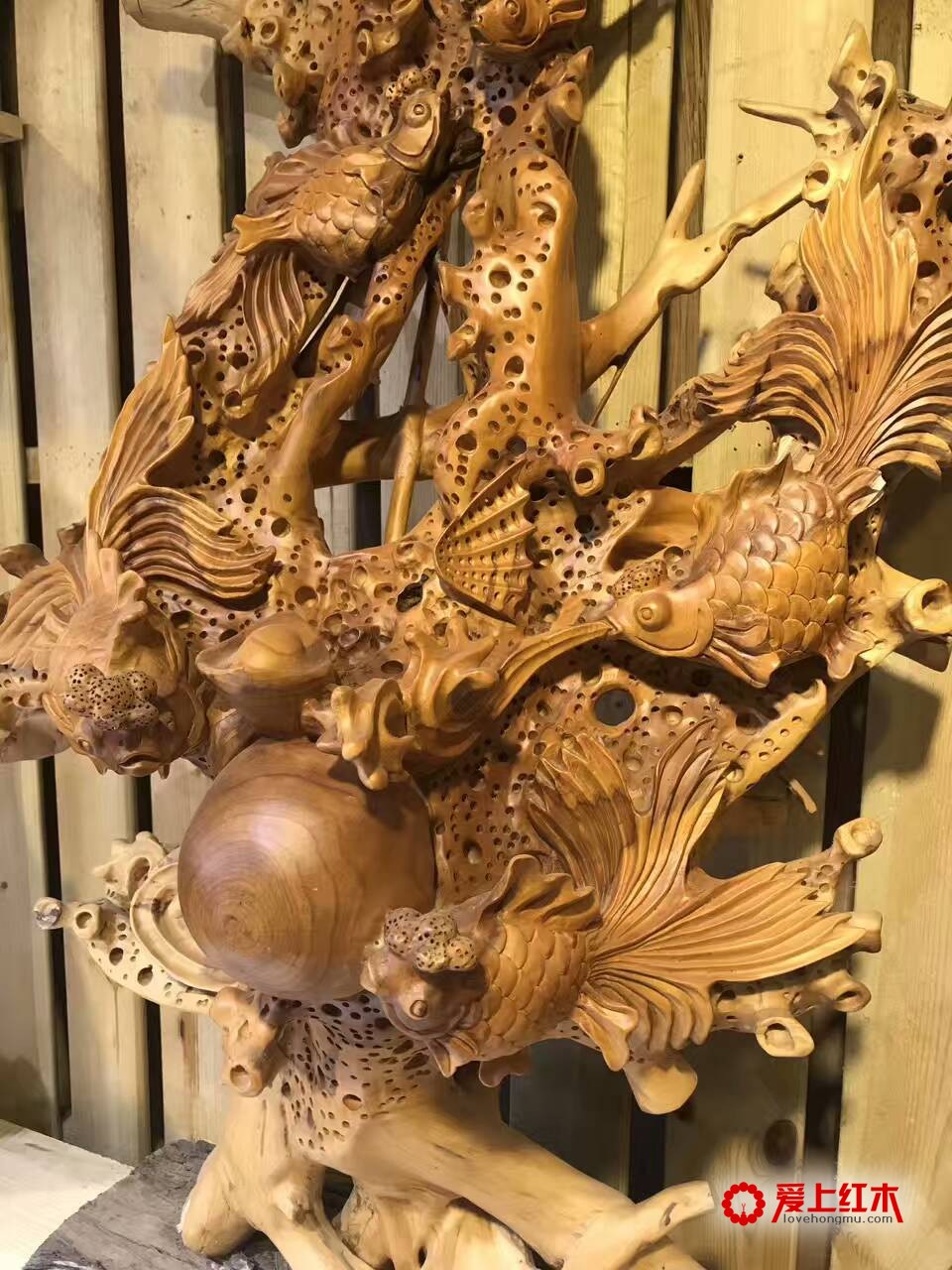三明红豆杉金玉满堂无拼补配香樟底座 送礼佳品-2