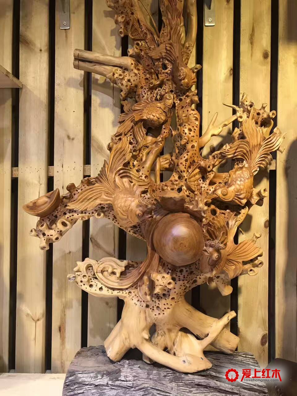 三明红豆杉金玉满堂无拼补配香樟底座 送礼佳品-3