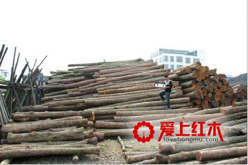 楠木家具良材特色 其特性可避寒