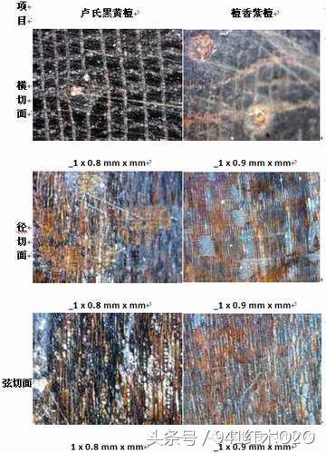 什么是大叶紫檀 学名卢氏黑黄檀-9