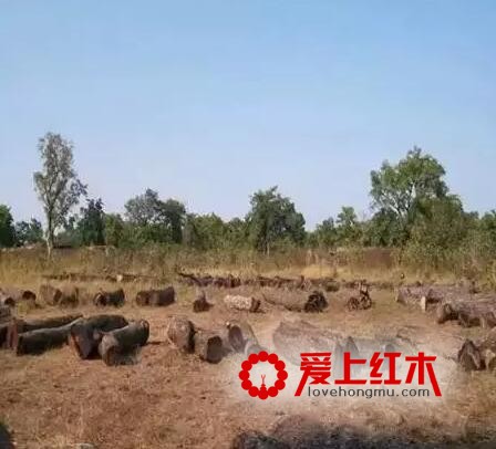 关于木头的这18个常识，你知道多少？-2