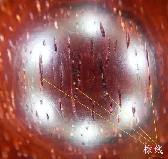 纯干货：关于小叶紫檀你必须知道的基础知识-2