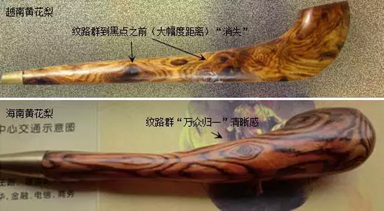 海黄与越黄到底如何区分？有图有真相！-2