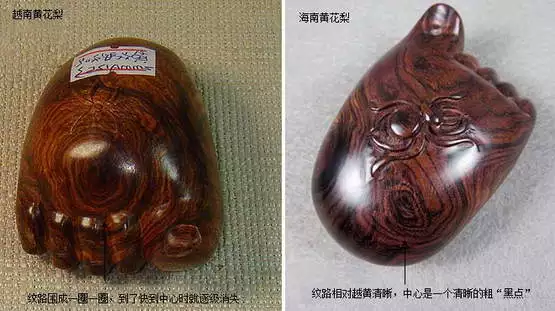 海黄与越黄到底如何区分？有图有真相！-4