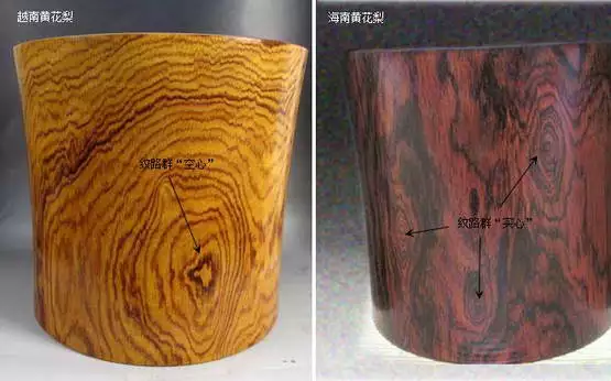 海黄与越黄到底如何区分？有图有真相！-5