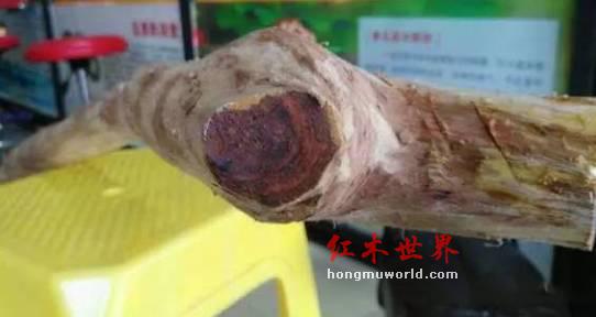 海南黄花梨分公母？海南黄檀降香黄檀分别是什么-2