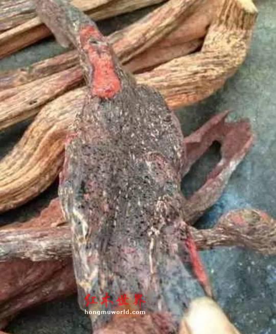 海南黄花梨分公母？海南黄檀降香黄檀分别是什么-1