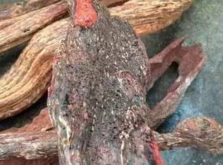 海南黄花梨分公母？海南黄檀降香黄檀分别是什么