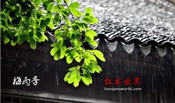 梅雨季，红木家具如何防霉？-1