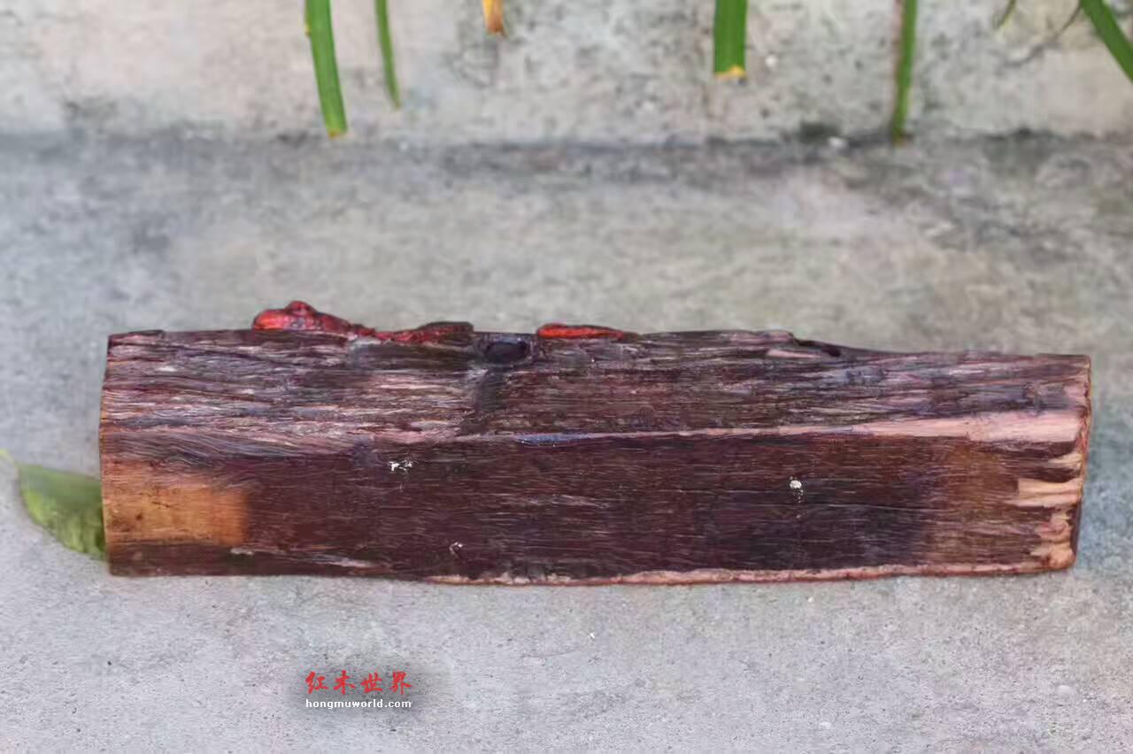 小叶紫檀工艺品《七彩蜥蜴》造型逼真独特适合收藏-9