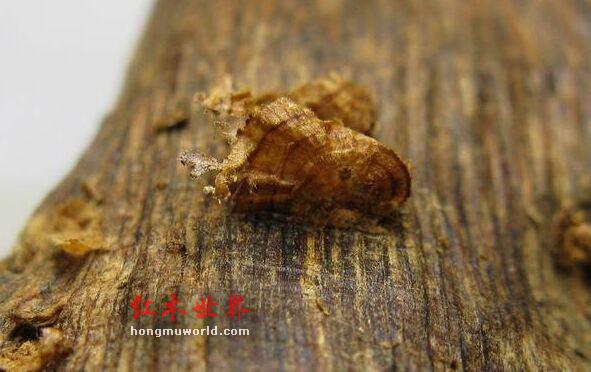 沉香精油的提取方法及其组成成分-6