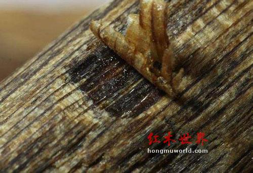 四种各具魅力的沉香结香-1