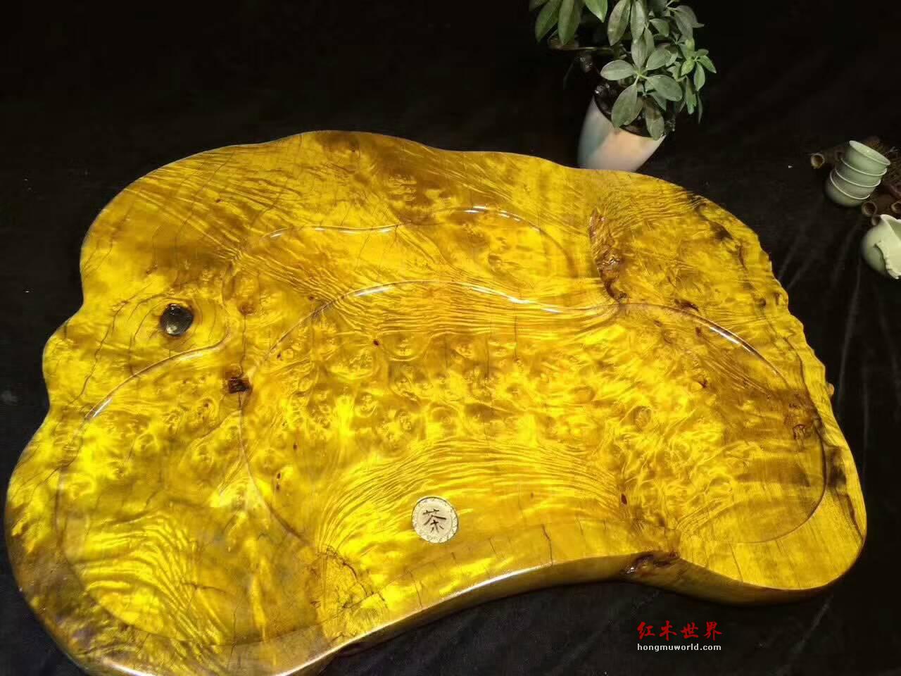 黄金樟茶盘 瘤疤花纹融为一体独特有创意-1