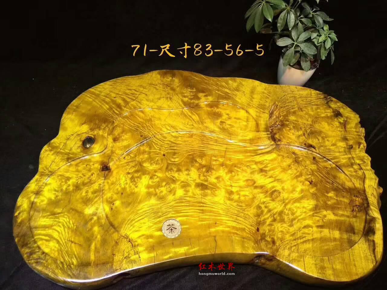 黄金樟茶盘 瘤疤花纹融为一体独特有创意-4
