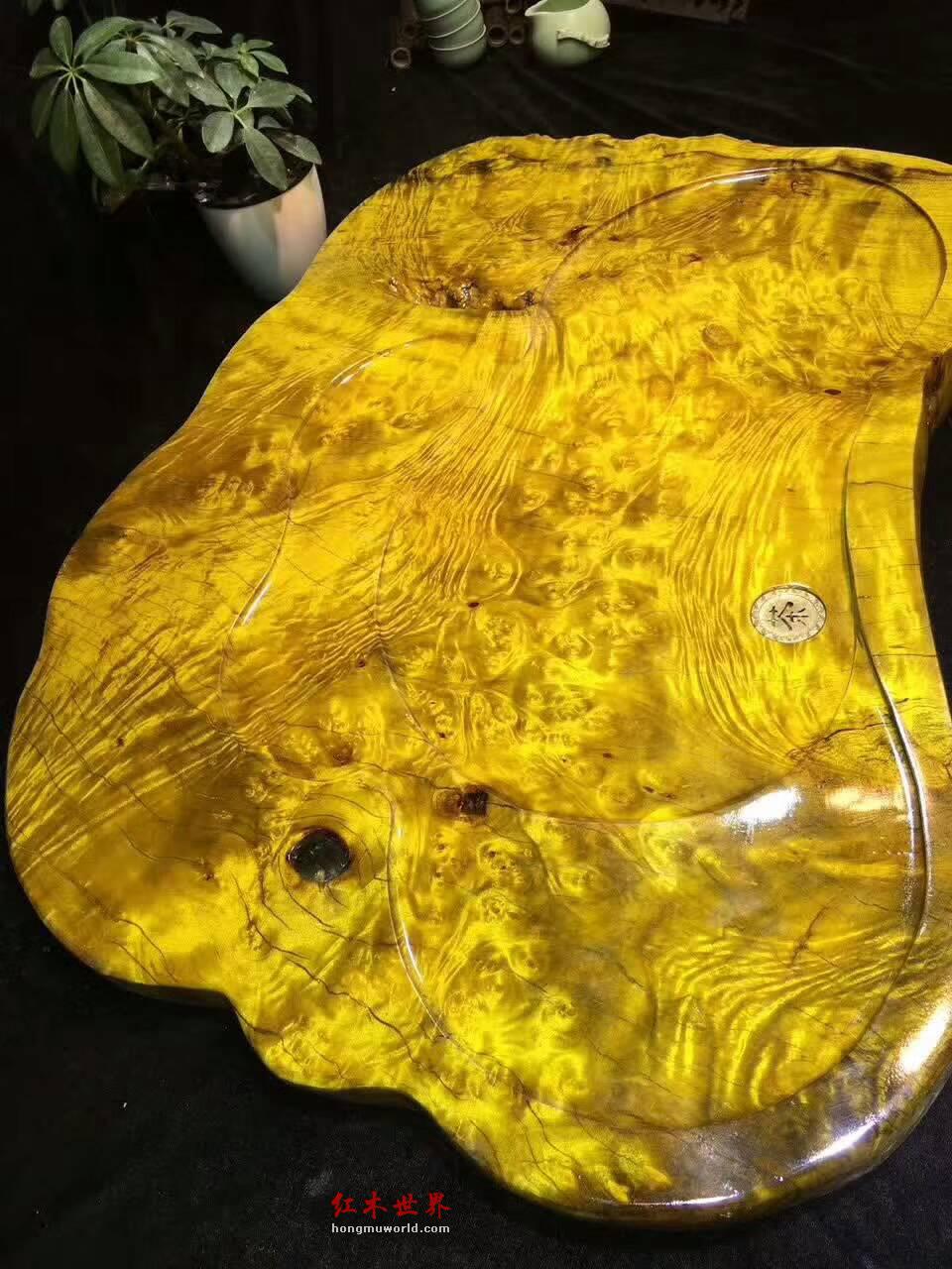 黄金樟茶盘 瘤疤花纹融为一体独特有创意-3