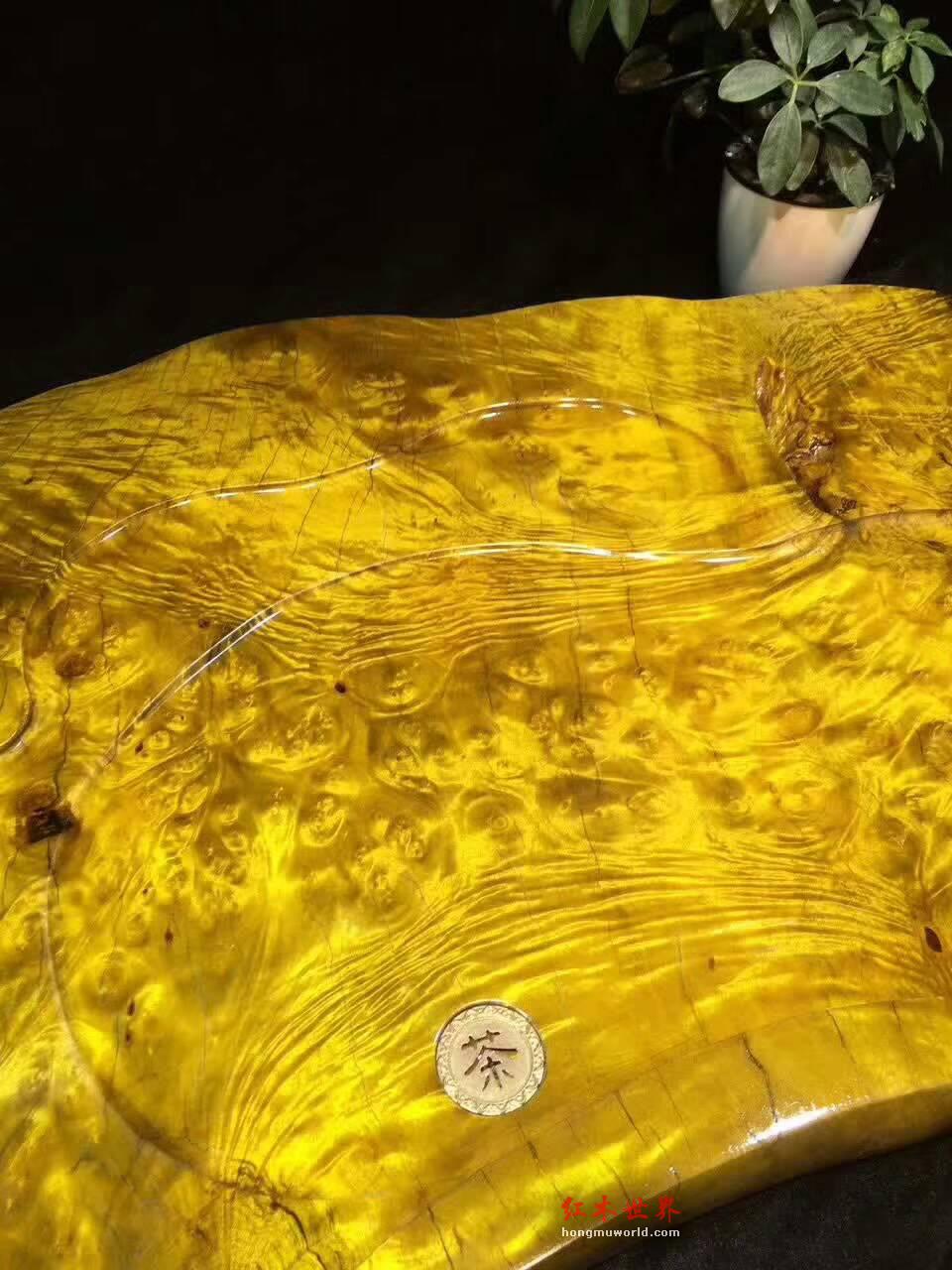 黄金樟茶盘 瘤疤花纹融为一体独特有创意-6