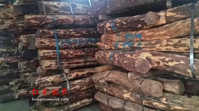赞比亚紫檀：红木界的一股清流-1