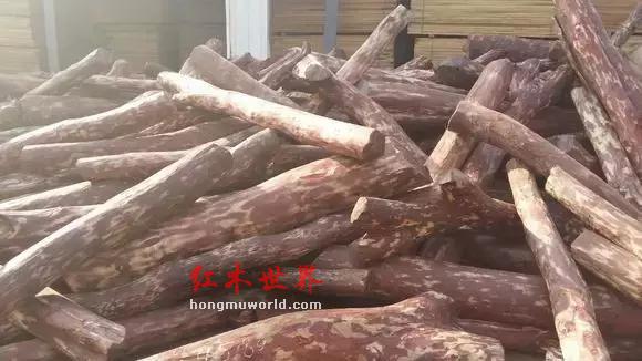 赞比亚紫檀：红木界的一股清流-4
