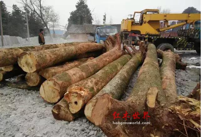 金丝楠的“三类三别”-2